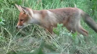 Любопытные лисята.  Curious foxes.