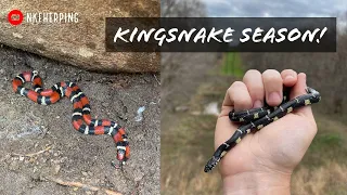 Spring Kingsnakes in Georgia! Finding Scarlet and Eastern Kingsnakes in the Wild!