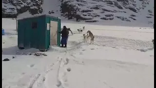 dogs awaiting food