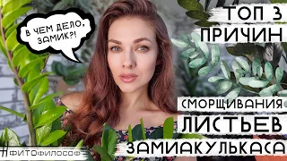 Морщины на Замике? Замиокулькас СМОРЩИЛ ЛИСТЬЯ! 3 ПРИЧИНЫ. Как исправить и спасти?