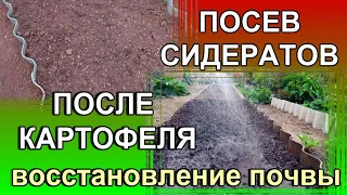 Лучший СИДЕРАТ после сбора КАРТОФЕЛЯ. Будем переделывать грядки