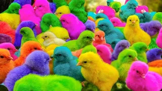 Chicken Chicken ,Dunia Ayam Warna Warni, Dunia Ayam Lucu, Bulu Warna Warni. Kelinci Lucu, Hewan 🐤🐇