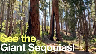 Mariposa Grove of Giant Sequoias - Hike Guide