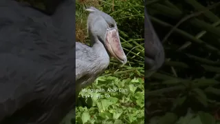 Shoebill. A Prehistoric Dinosaur Bird #shorts #shoebill #birds