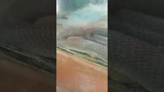 Giant Spitting Cobra | Naja Ashei