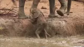 Touching video of elephants helping a calf out of a waterhole.