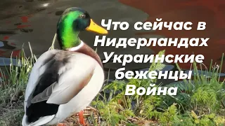 Что сейчас в Нидерландах ураинские беженцы Война Украина