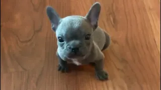 Boo ep3: Tiny Frenchie wants to tear his bed. Stubborn puppy likes to fight with everyone. So funny