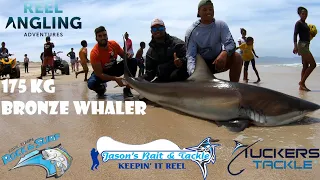 Fishing Cape Town | Macassar Beach Giant Bronze Whaler Shark