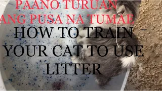 PAANO TURUAN ANG PUSA PARA TUMAE||HOW TO TRAIN YOUR CAT TO USE LITTER