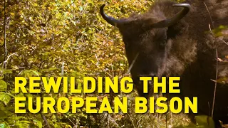 How the European Bison came back from the brink