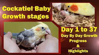 Baby Cockatiel Growth Stages day 1 to 37 | Cockatiel Baby Day by Day Growth Progress & Highlights