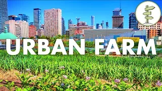 Growing Food in the City - Urban Rooftop Farm in Downtown Toronto