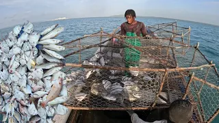 JAMAICA'S BIGGEST  "ANGEL"  FISH CATCH IN DEEP WATER TRAPS 🇯🇲 🇯🇲🇯🇲🇯🇲#fishing #adventure #seafood