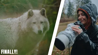 Photographing wolves for the first time