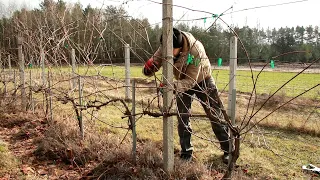 Cięcia winorośli i zmiana formy z średniej na wysoką