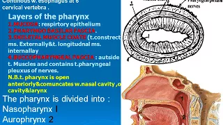 95  Pharynx