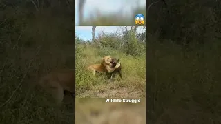 Lions Hunt Buffalo Calf Left Behind by Herd #shorts #wildlife