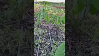 Dry land taro and banana field