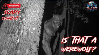 10 Real Werewolf Encounters: Caught on Camera? You Decide!