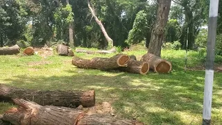 Deforestation Cutting Down Trees (Stock Footage)