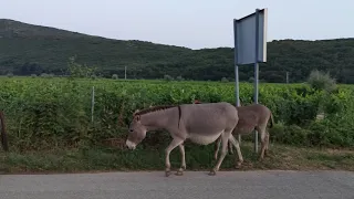 Grapevine fields and donkeys going back home in Krk island, Croatia... (25 July 2020)