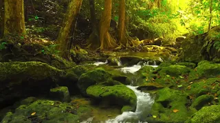 Música para ESTUDAR, Orar, Ler e Meditar - Concentração