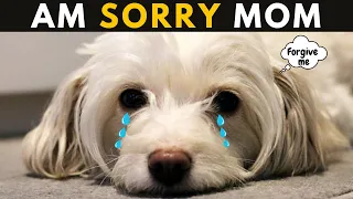 How Maltese Say Sorry - 15 Ways Your Maltese Apologizes To You But You Don't Know