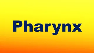 Pharynx Definition and Function