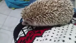 Mr Hedgie is unhappy that I protect him from a fall - Cute angry sounds