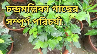 Pinching on chandramallika |  Chrysanthemum plant care