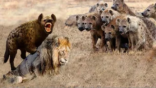 A flock of hyenas against a lion / HYENA IN BUSINESS!