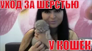 Как бороться с линькой у кошек? Уход за шерстью у шотландских кошек