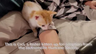 World's Cutest Kitten Episode 8