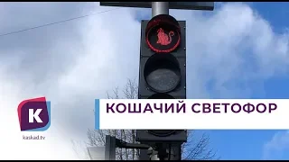 Кошачий светофор установили в Зеленоградске