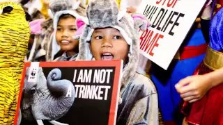 Stop Wildlife Crime: The Series - I am Not a Trinket
