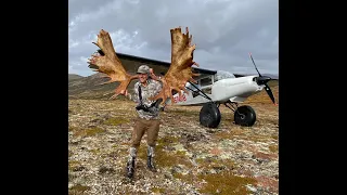 76 inch Alaska Moose