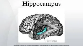 Hippocampus