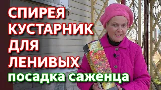 Как посадить спирею. Посадка саженцев спиреи. Спирея - кустарник для ленивых садоводов.