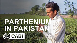 Parthenium in Pakistan