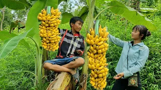 Harvest bananas to bring to the market) and bamboo shoots to make banana cakes) Huong free life