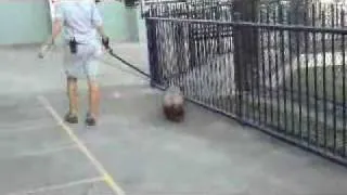 walking a wombat at australia zoo