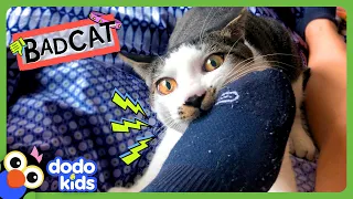 This Bad Cat Taught His Brother How To Be Bad, Too! | Dodo Kids | Bad Boys And Girls