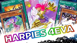 Harpies bRoKeN?!!! - Sign of Harpies Deck Profile (Yu-Gi-Oh Duel Links)