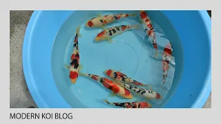 Modern Koi Blog #5297 - Tim in Japan: Selektion von Sanke, Kujaku & Hikari Ochiba