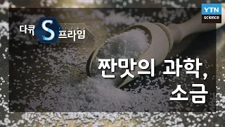 짠맛의 과학, 소금 [다큐S프라임] / YTN 사이언스