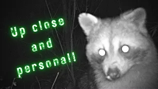 Up close with a raccoon and more! Trail cam videos