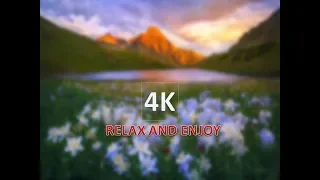 4k Spring-Flowers-Chirping-UHD Video Nature Relaxation&Sound Effects