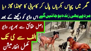 goat farming business in pakistan 2023 | goat farming business plan | Modern Goat farm |