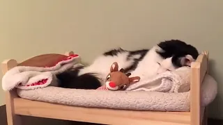 Cat's puts herself to sleep in Tiny Human Bed | AdaLex TV